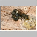 Heriades truncorum - Loecherbiene 01 6mm Paarung.jpg